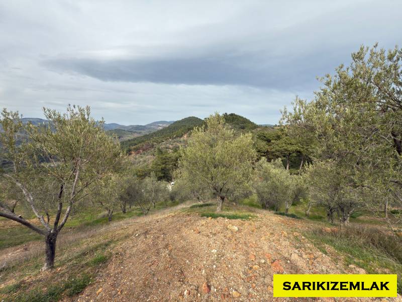 Havran Hallaçlar Mah`daZeytinlik. - 12